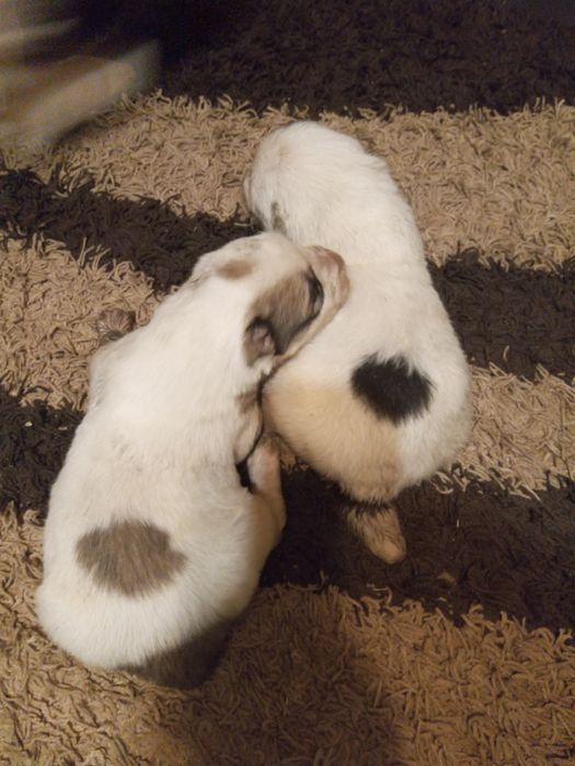 Продам цуценят Алабаїв