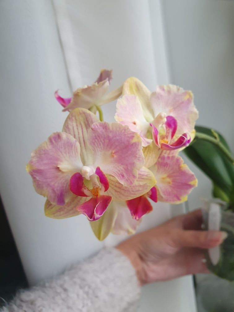 Цветущая орхидея Fuller's Gold Stripe 458 пелорик