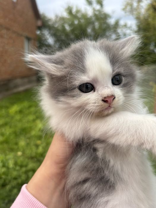 Кошенятко в добрі руки