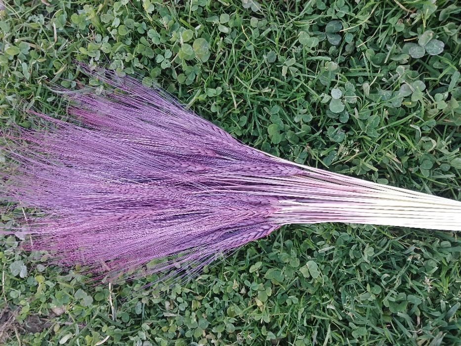 Пшениця Жизель — сухоцвіти для декору і флористики