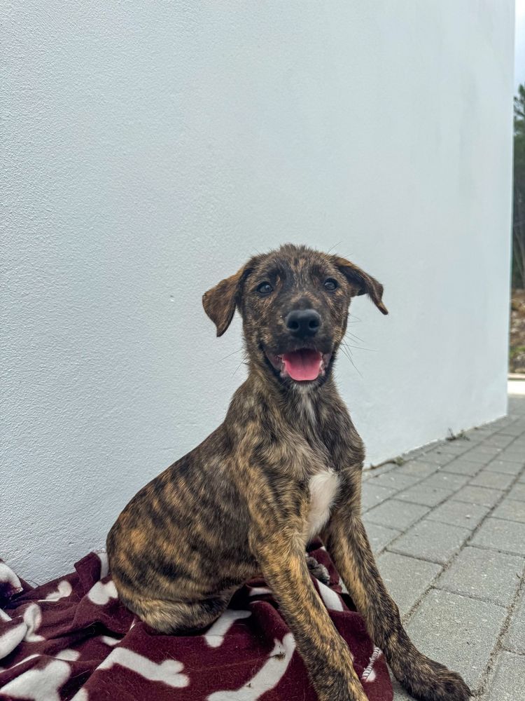 Marte, Vénus e Terra - 3 meses, porte médio