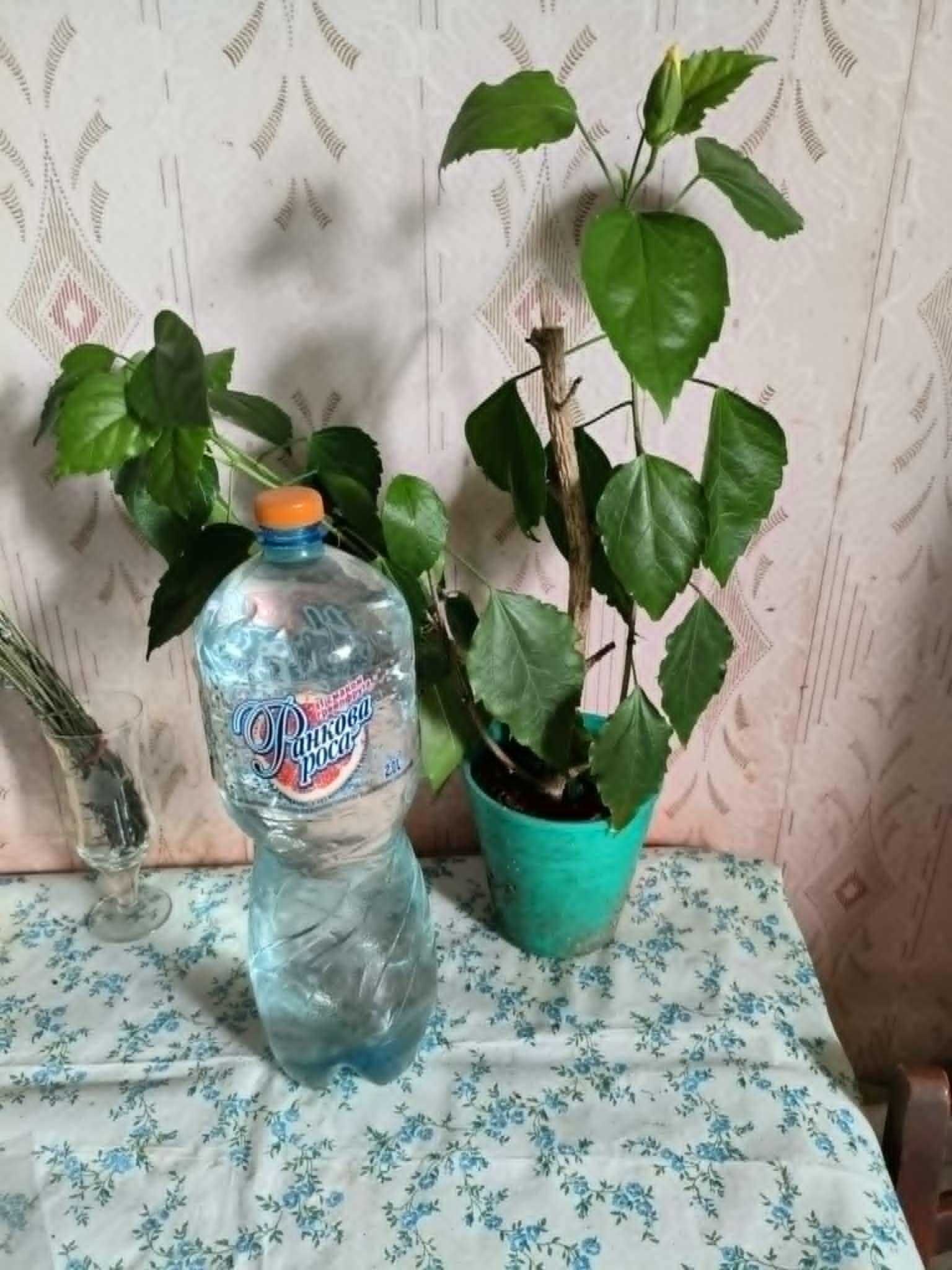 гибискус махровый розовый