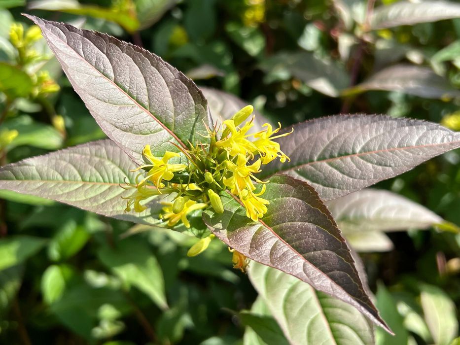 Zadrzewnia bezogonkowa 'Butterfly' (Diervilla sessilifolia) 2.0L