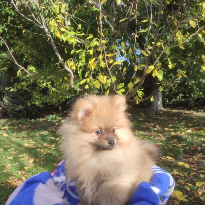 Wzorcowy Mały Szpic rodzice FCI