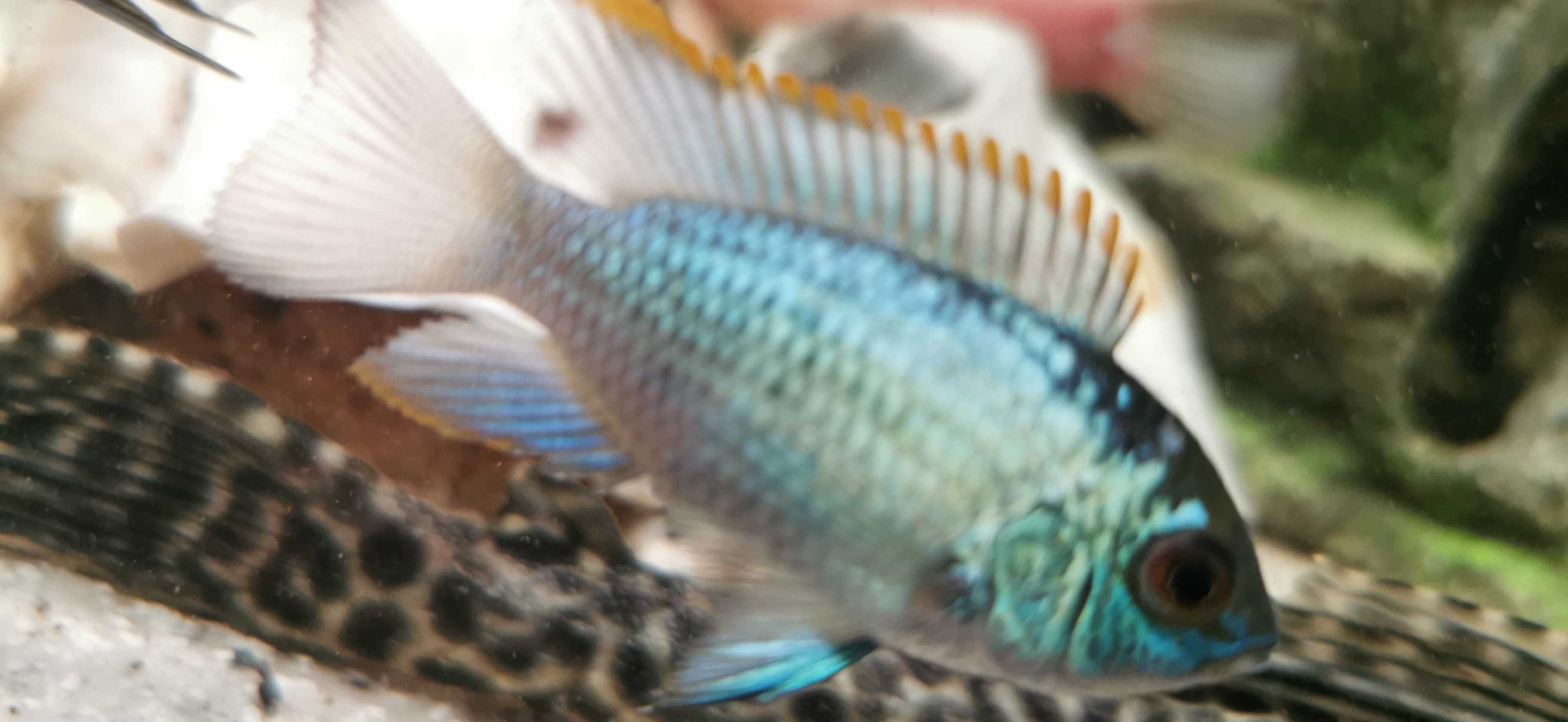 Akara BLUE-ELECRIK-7-10-cm.