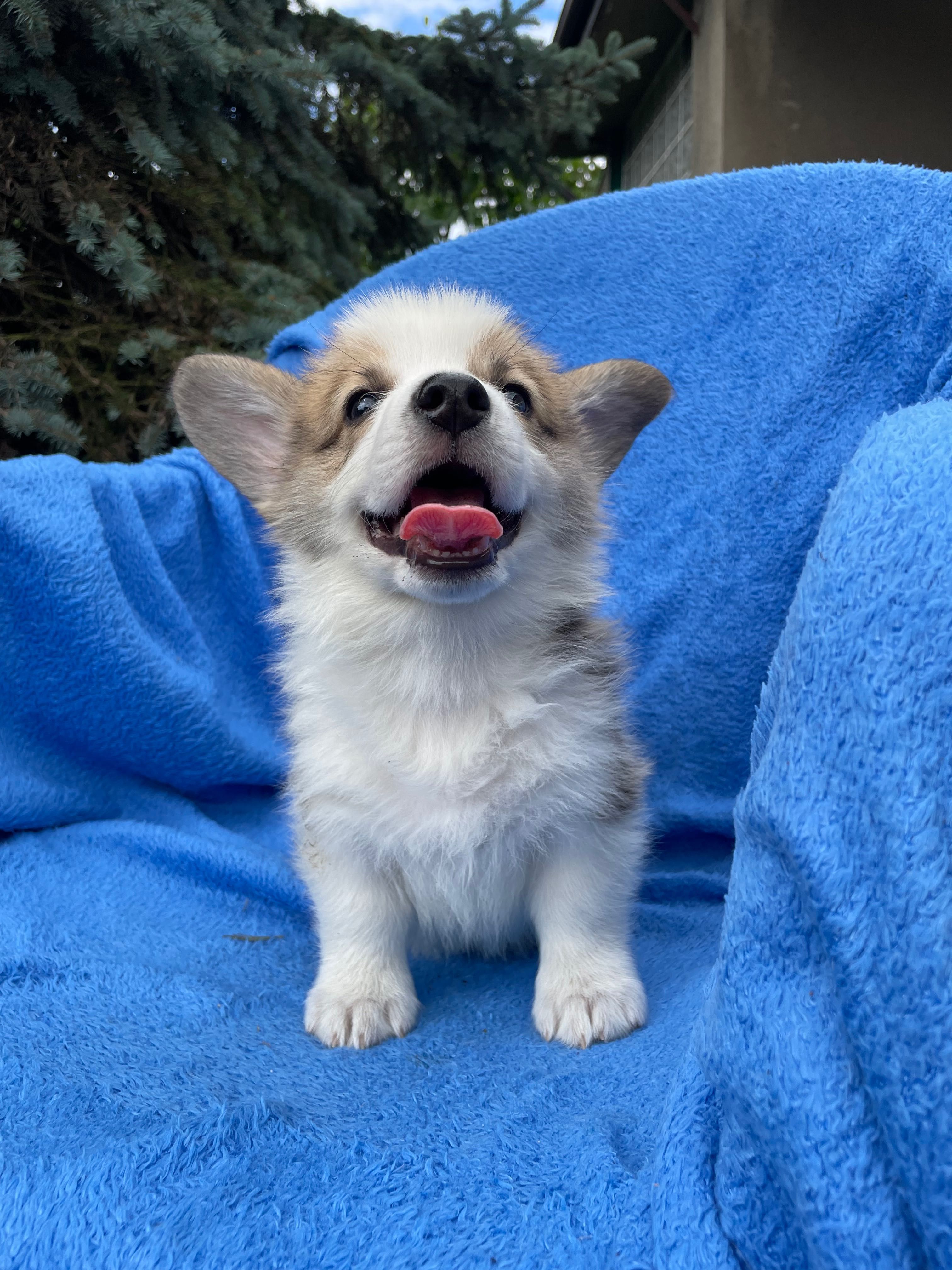 Samiec Welsh Corgi Pembroke
