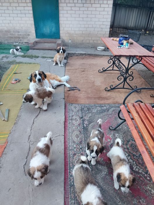 Вільні цуценята Московської сторожової