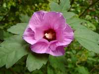 hibiskus ketmia róża chińska