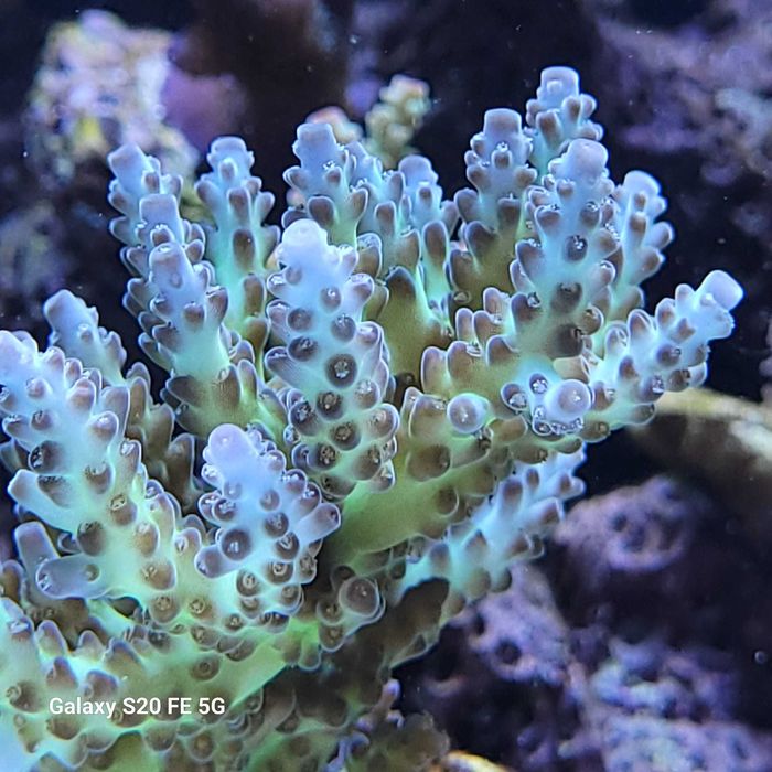 Acropora  koralowce sps szczepki akwarium morskie
