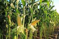 Grunty Rolny Oddam w Użytkowanie 135 ha - Kukurydza