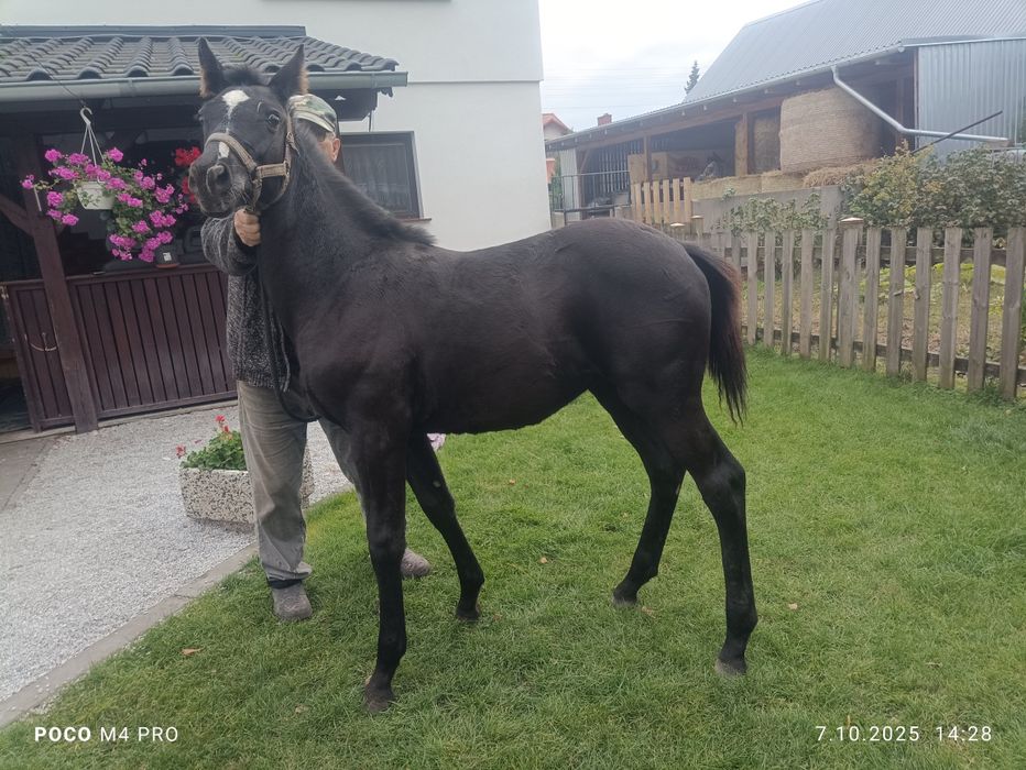 Witam zamienię dwa źrebaki