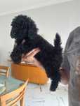 Caniche toy preto para venda