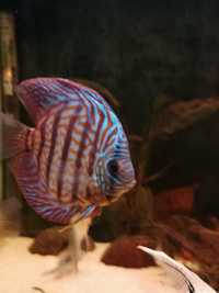 Casal discus royal turquesa