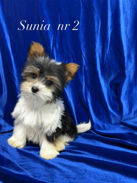 Sprzedam Yorki Biewery