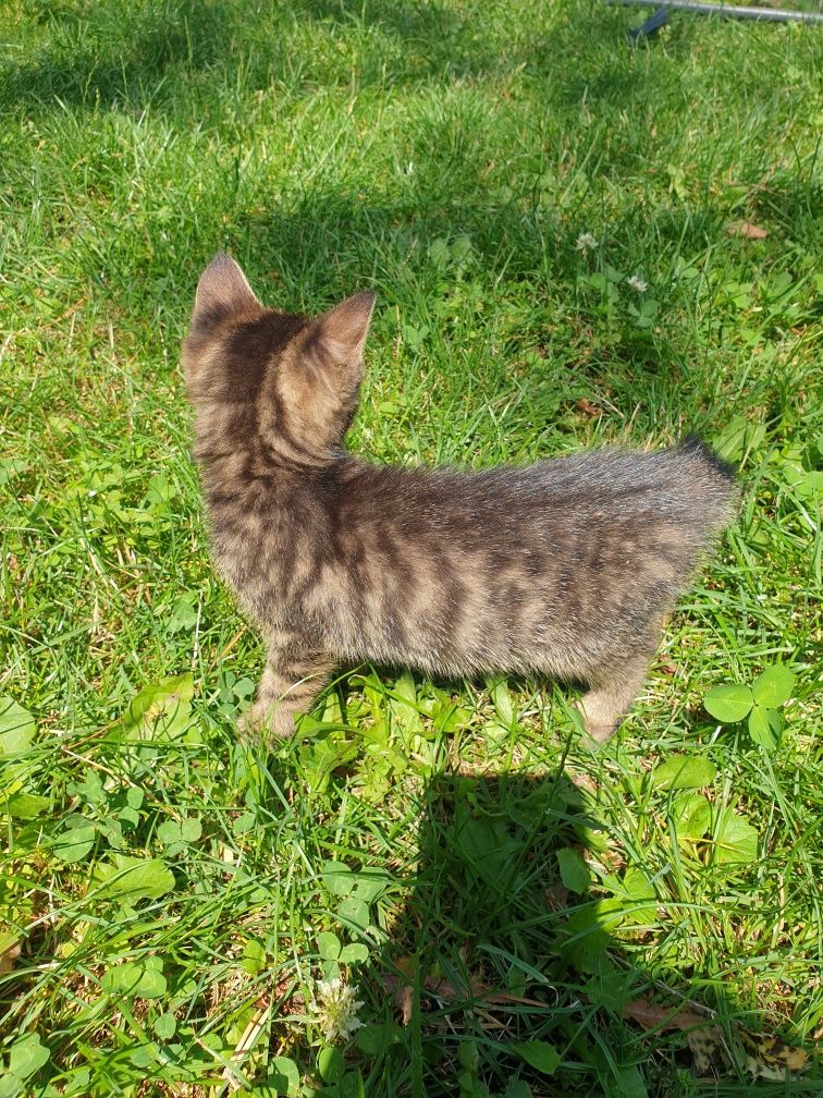 Kotki do adopcji