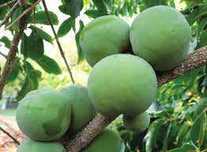 Sapote Branco (Casimiroa edulis)