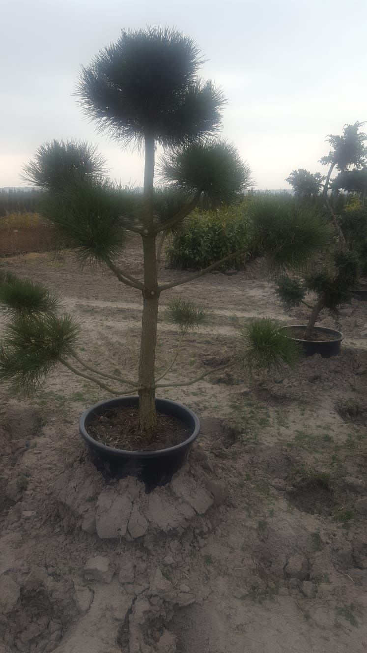 Bonsai ogrodowe. Szkółka Krupocin.