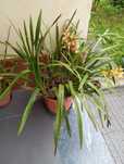 Orquídeas de exterior