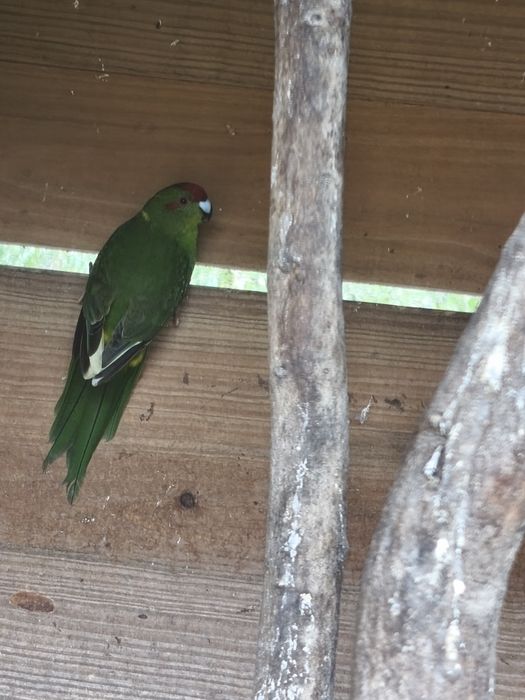 Red rumped / Kakariki