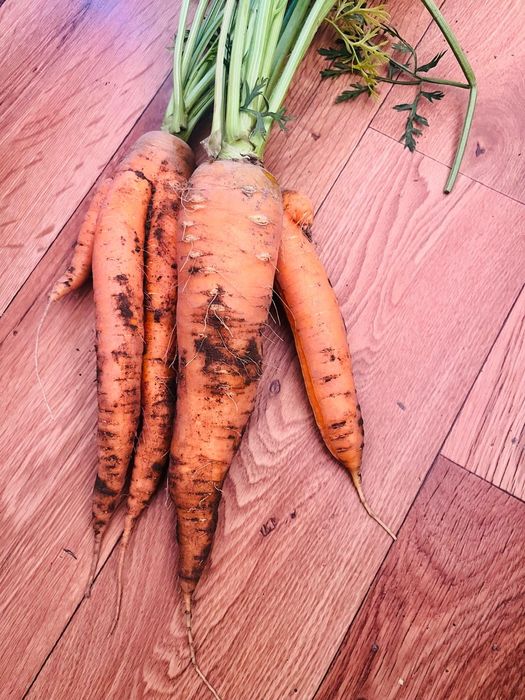 Marchew nie sortowania 0,80gr