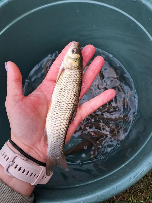 Amur narybek 14-18cm lin, karp, karp koi