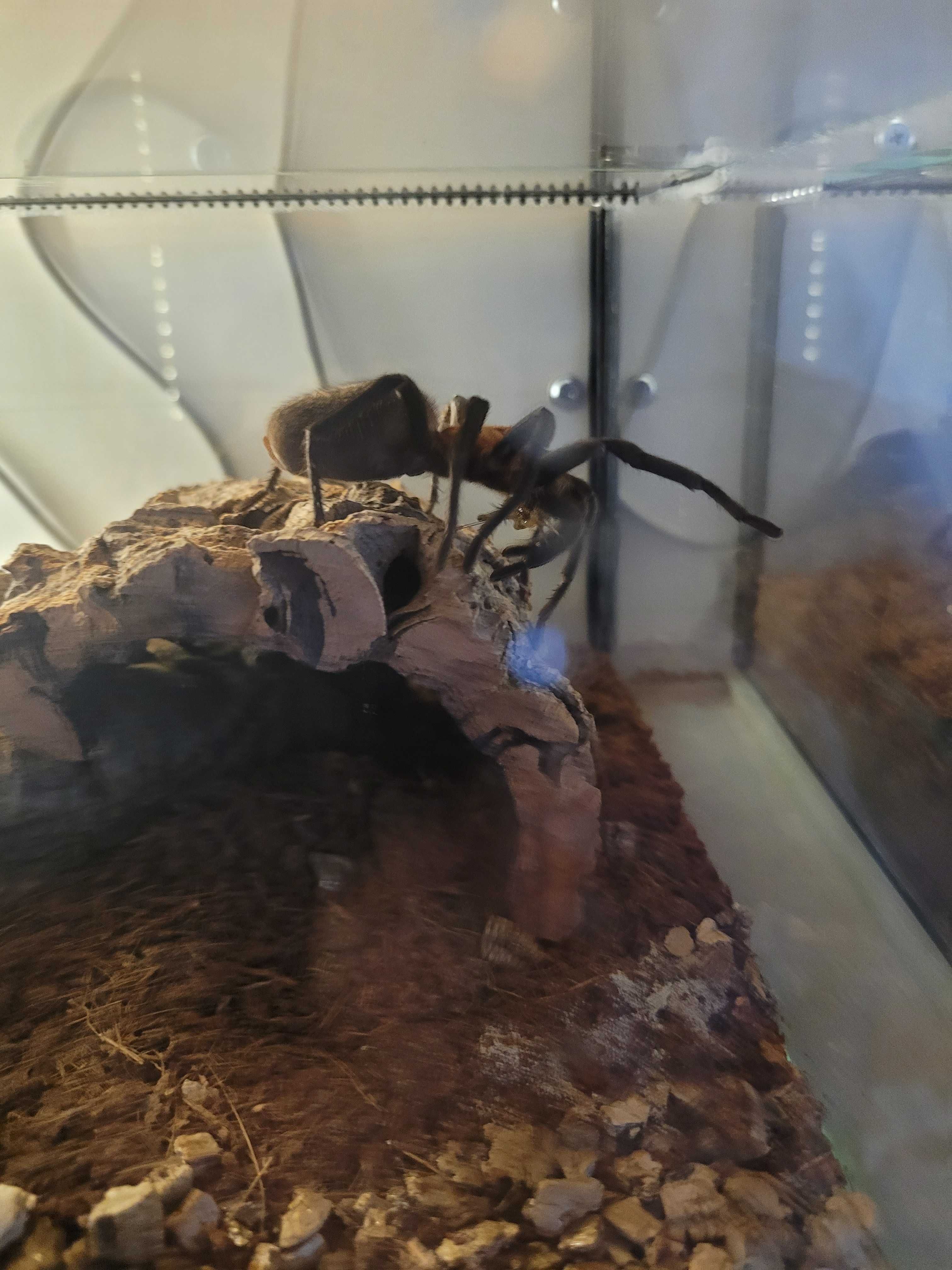 Bumba horrida samica