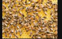 Продам бджолопакети на дадански рамки 4 рамки и матка в начали маия