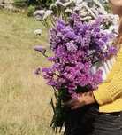 Leitugas cor de rosa, lilas e brancas