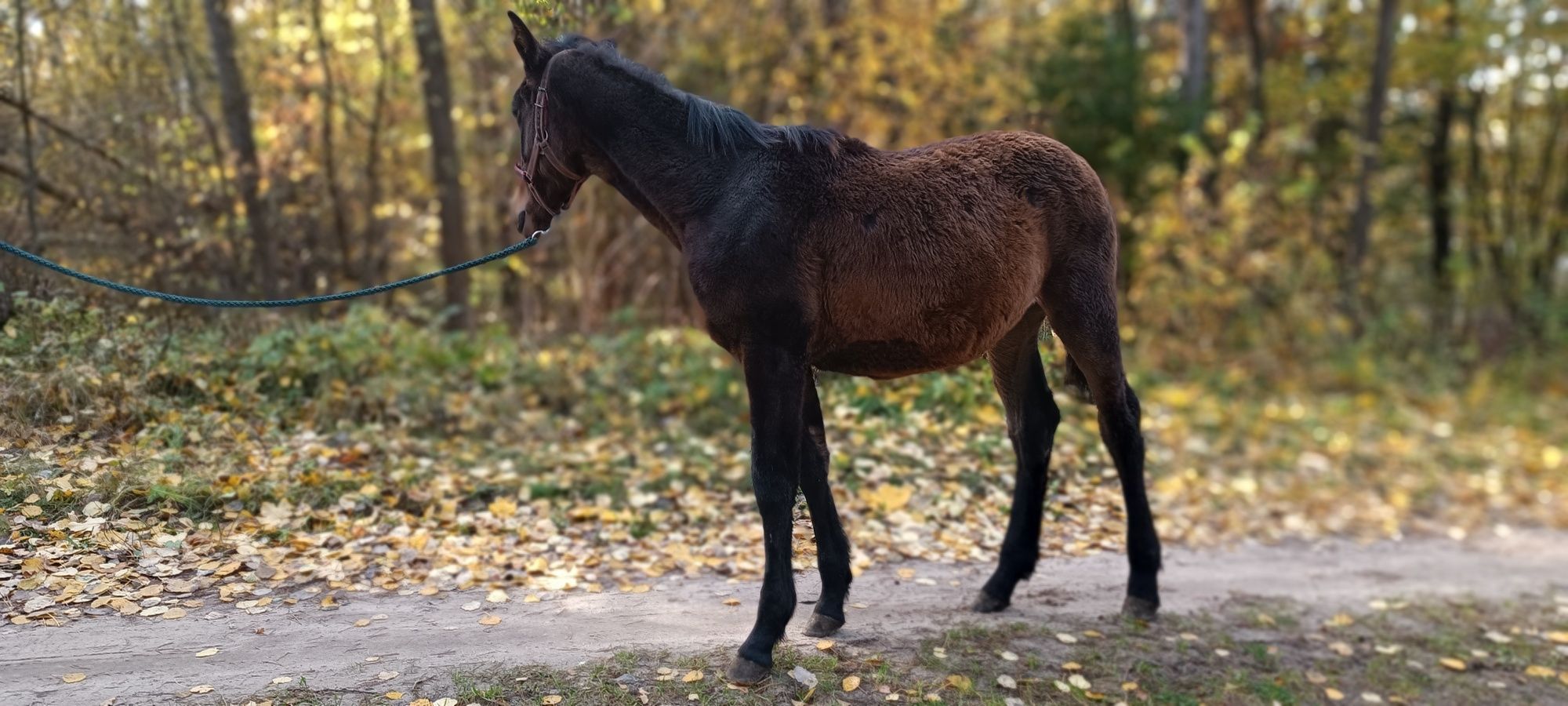 klacz ,koń rekreacja