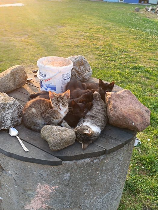 Oddam koty w dobre ręce