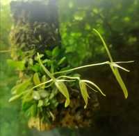 Микро орхидея barbosella cogniauxiana
