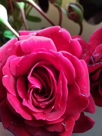 Róża wielkokwiatowa czerwona