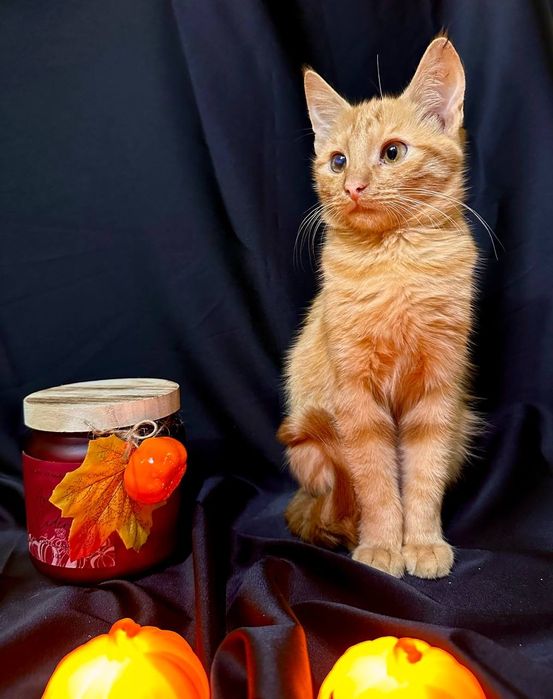 Рыжий котёнок 6 месяцев