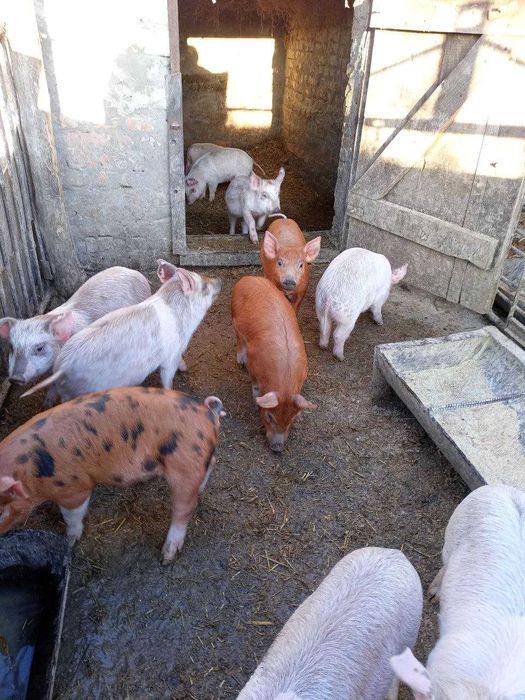 Продам ПОРОСЯТ по гарній ціні, 250 грн за кг