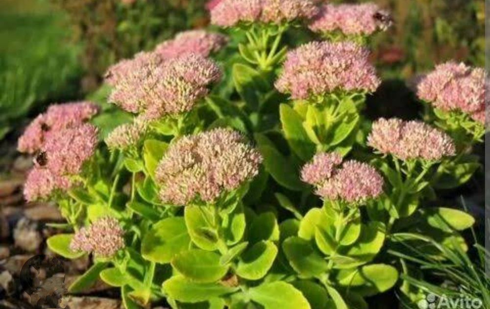 Кипарисовый молочай,очиток седум, садовая гвоздика.