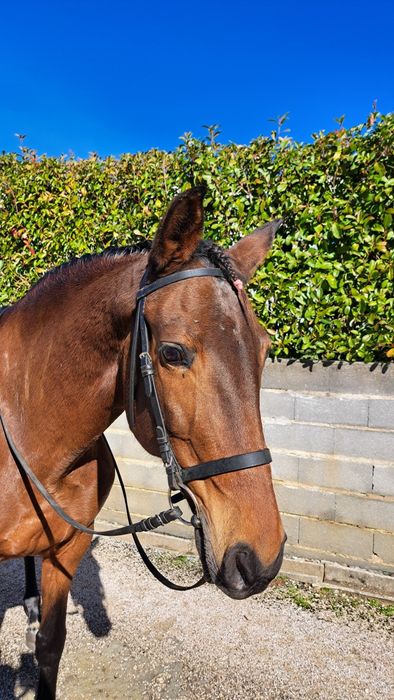 Égua PSL livro azul