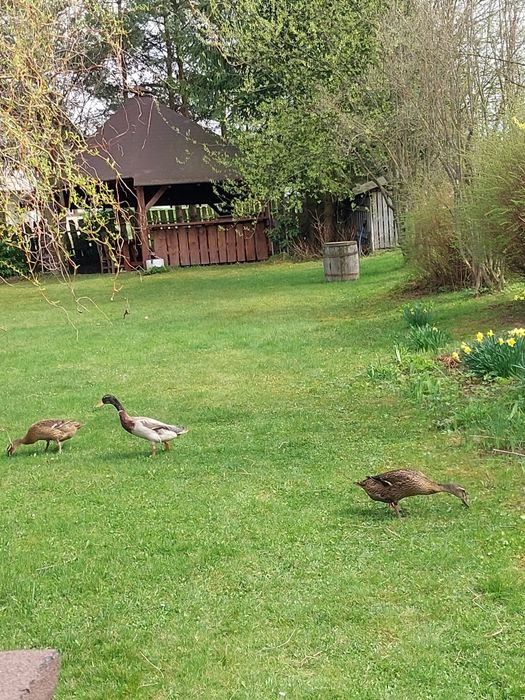 Willa Maciejka apartamenty Trybsz noclegi Białka Tatrzańska wakacje