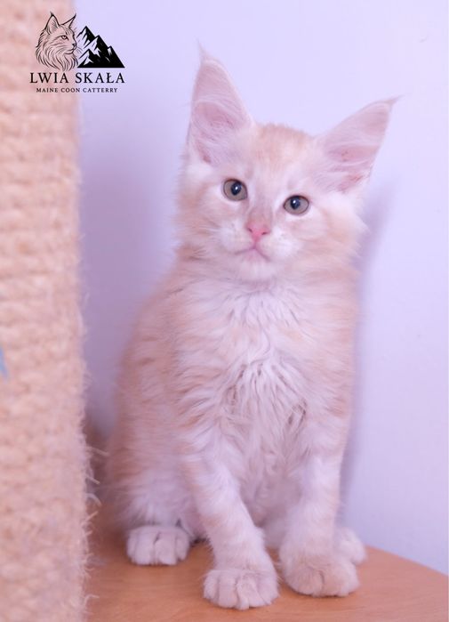 Maine coon kocur kremowy srebrzysty FPL opcja hodowlana
