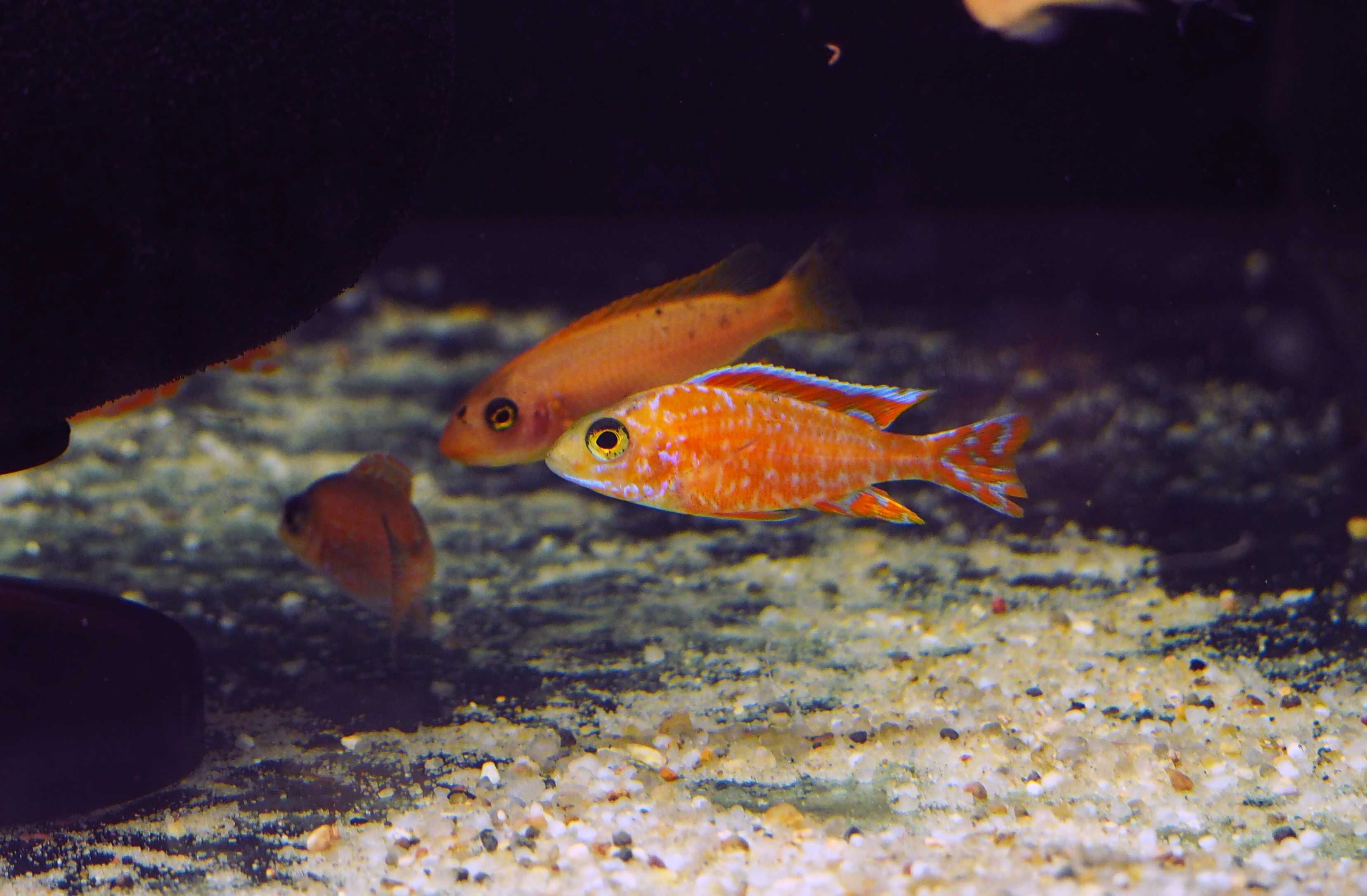 Aulonocara sp Fire Fish pyszczaki Malawi World