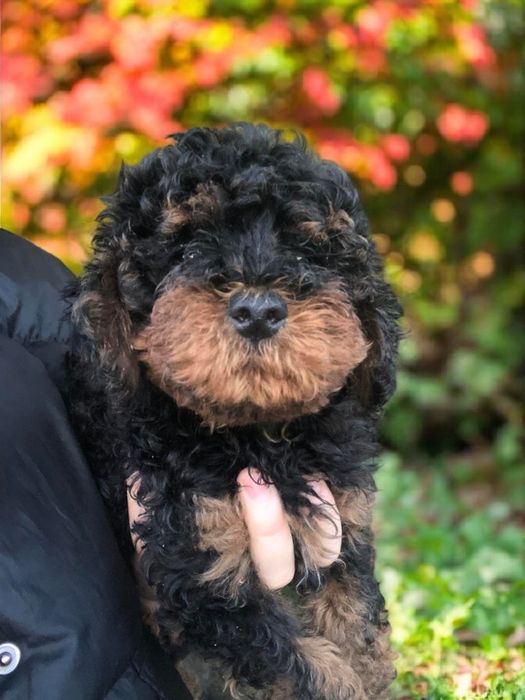 Красавчик мальтипу