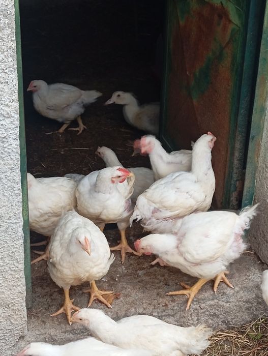 Vendo frangos de engorda