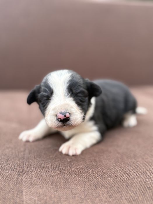Border Collie suczka szczeniak z metryką