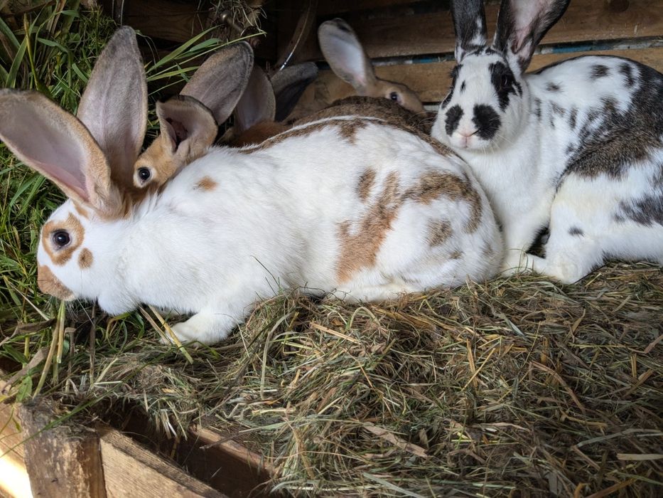Króliki Olbrzym srokacz niemiecki/Olbrzym belgijski żółty