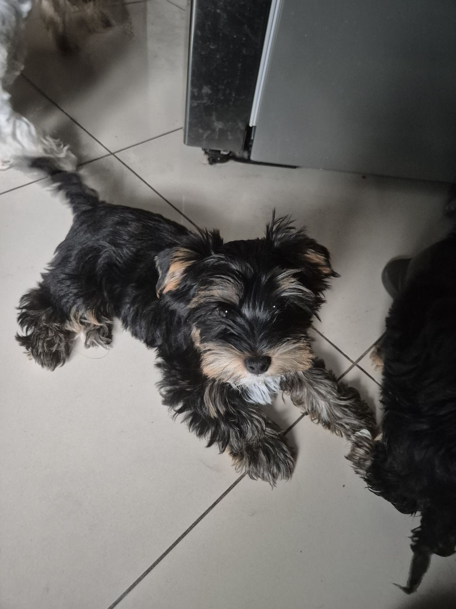Yorkshire Terrier