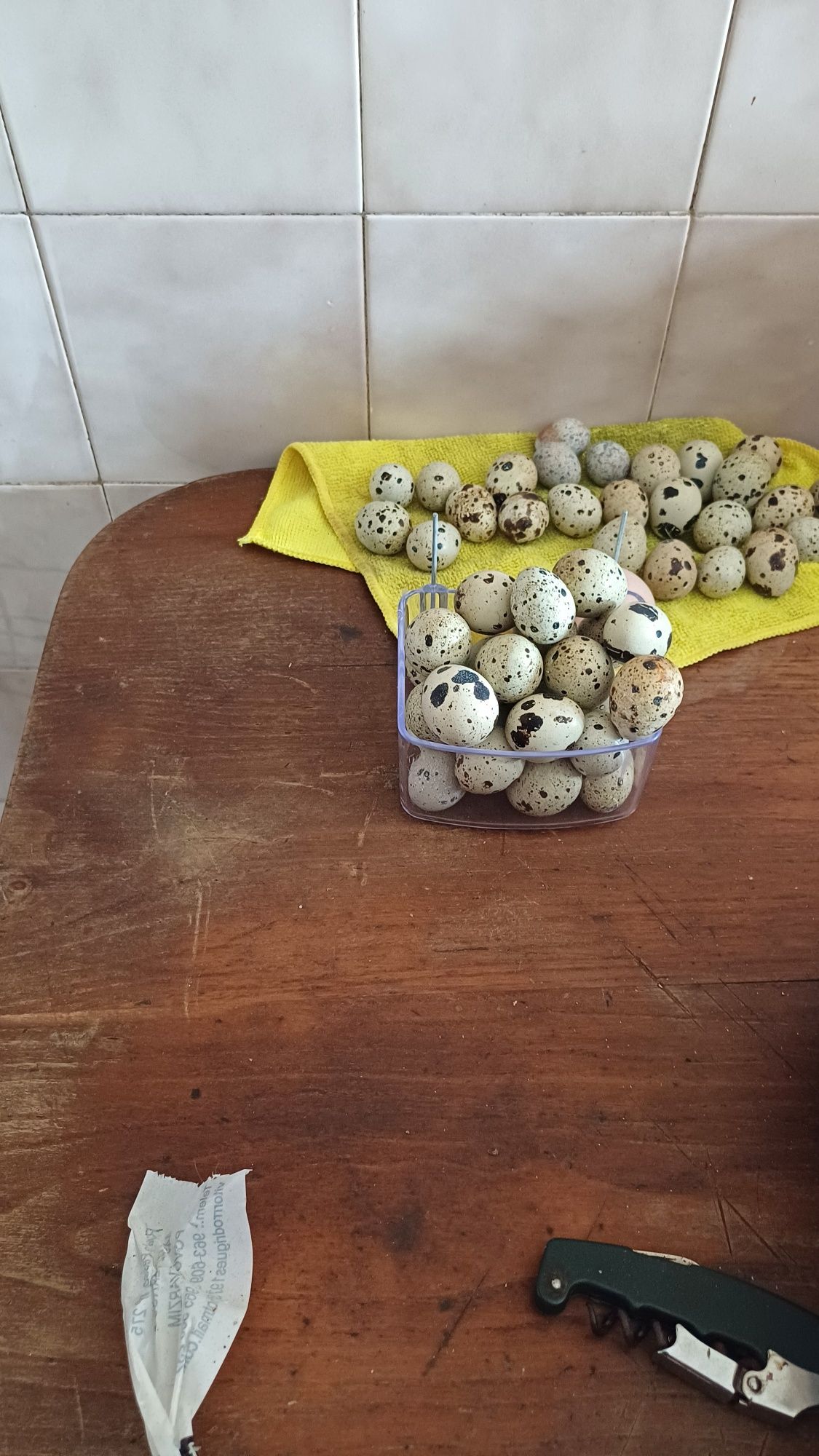 Ovos de cordunizes gigante