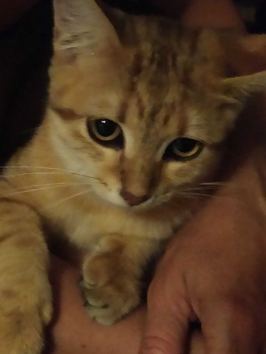 Отдам в добрые руки, котёнок / кошка