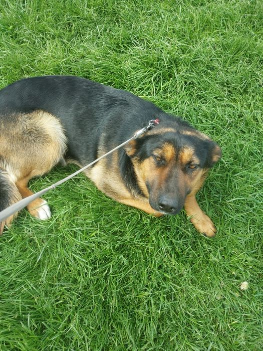 Oddam za darmo ze schroniska młodą  suczke po sterylizacji