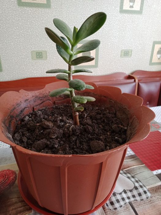 Денежное дерево  .