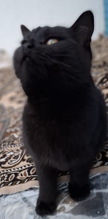 Кішечка 5-6 місяців