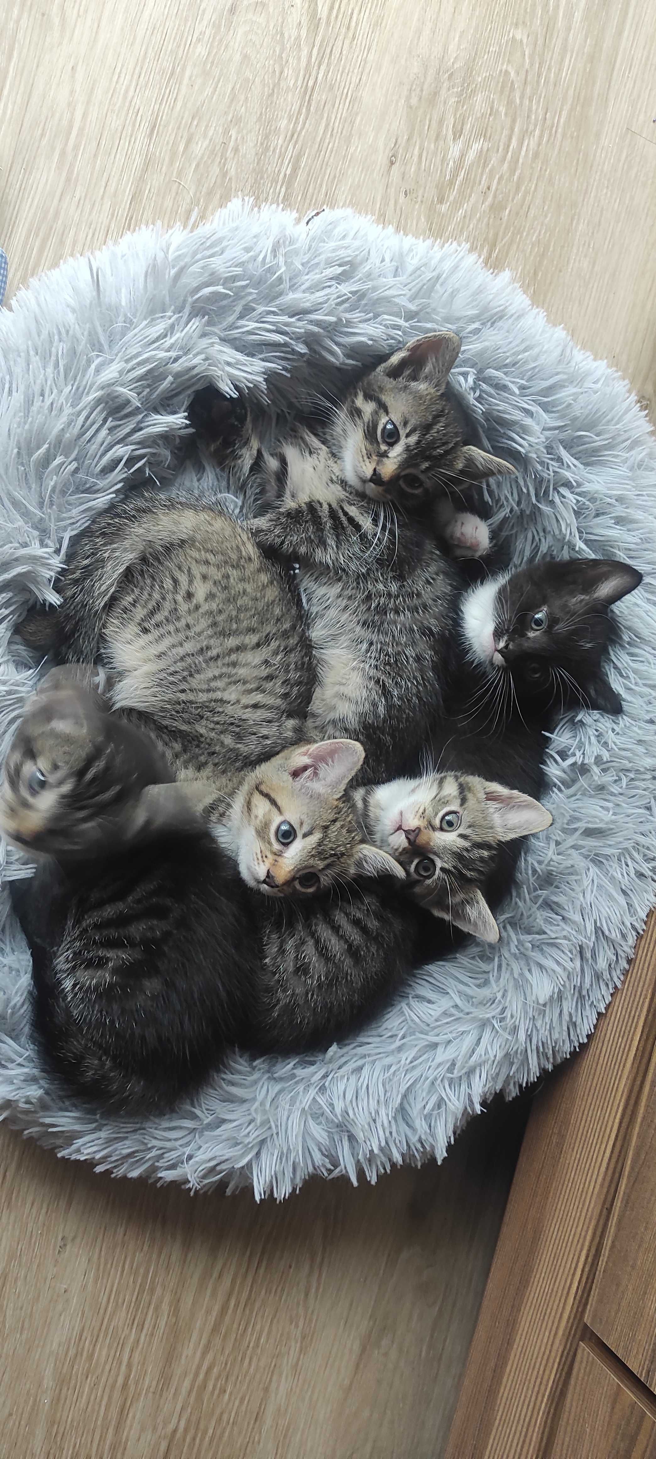 Kotki do adopcji